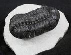 Large Austerops (Phacops) Trilobite #36598-4